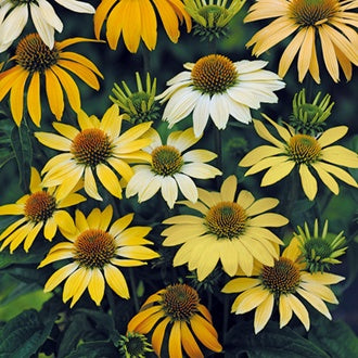 ECHINACEA Mellow Yellows