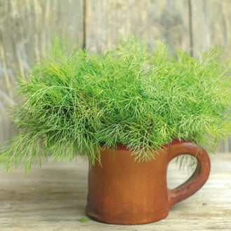 DILL Nano