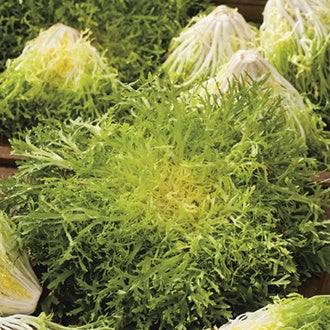 ENDIVE Fine de Louviers