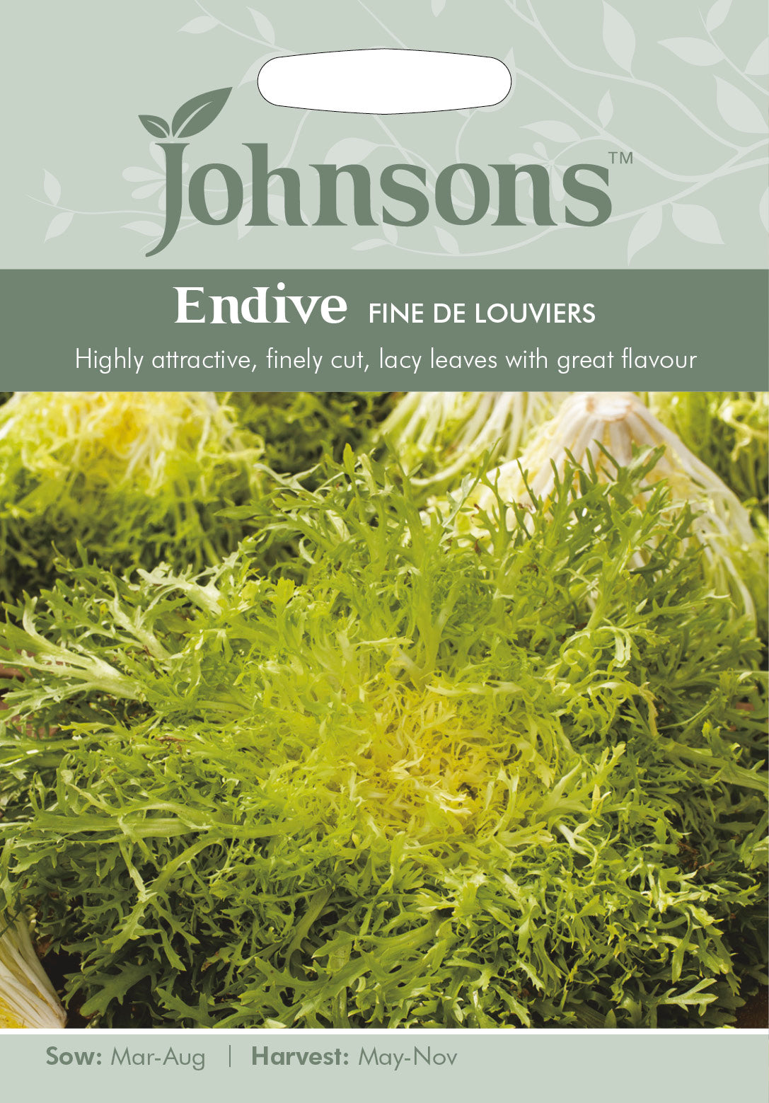 ENDIVE Fine de Louviers