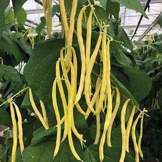 CLIMBING FRENCH BEAN Sunshine