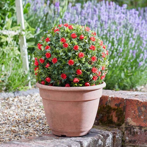 Topiary Red Rose Ball 30Cm