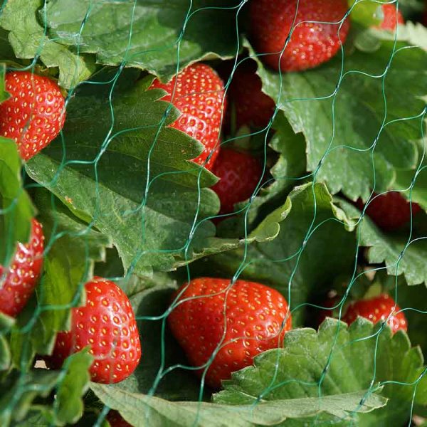 Garden Netting Green 15Mm 2X5M
