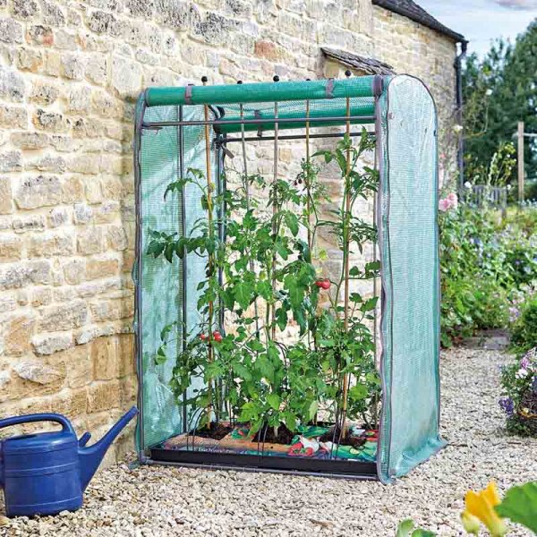 Tomato Grozone Max Double Sided