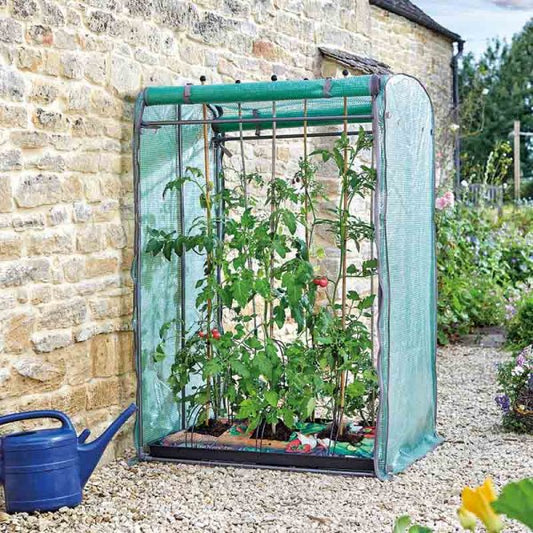 Tomato Grozone Max Double Sided