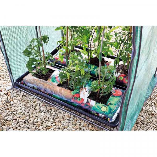 Tomato Grozone Max Double Sided