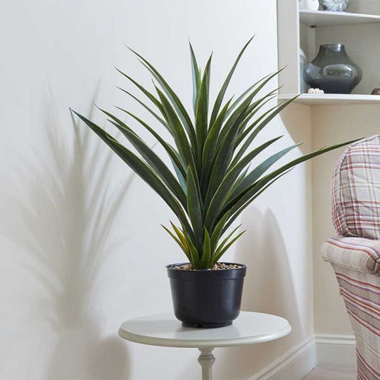 Spiky Sisal