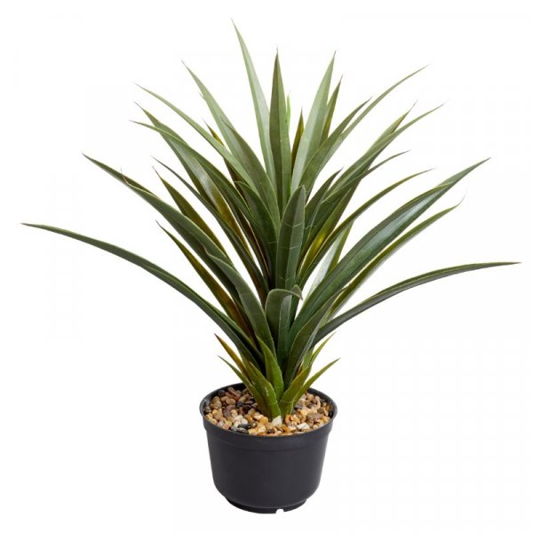 Spiky Sisal