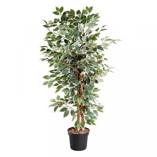 Weeping Fig