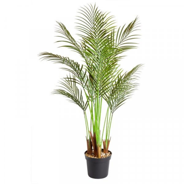 Phoenix Palm