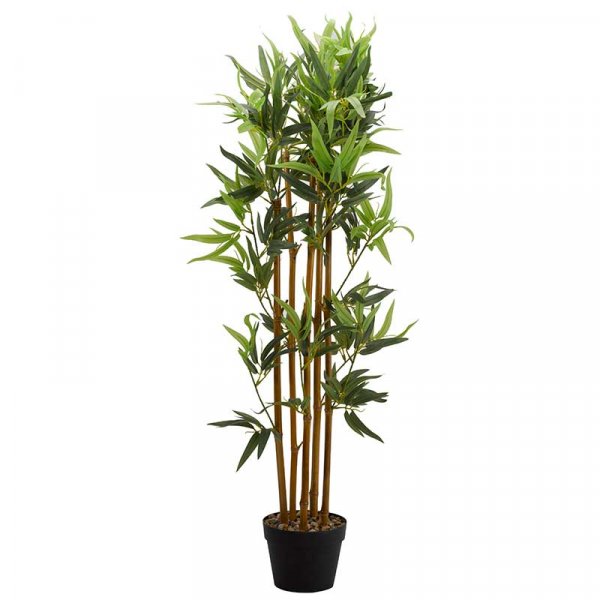 Bamboo