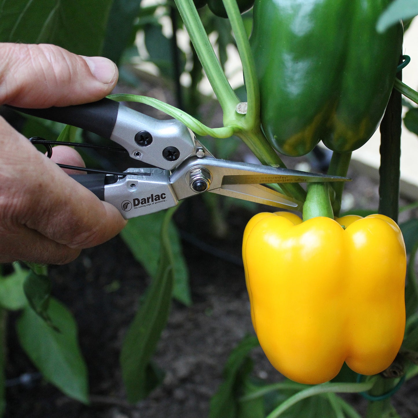 Compact Snips DP42