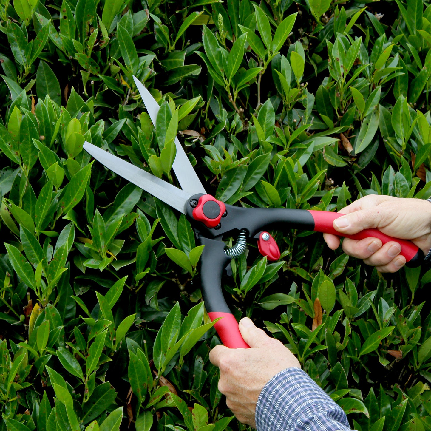 Classic Shear DP300