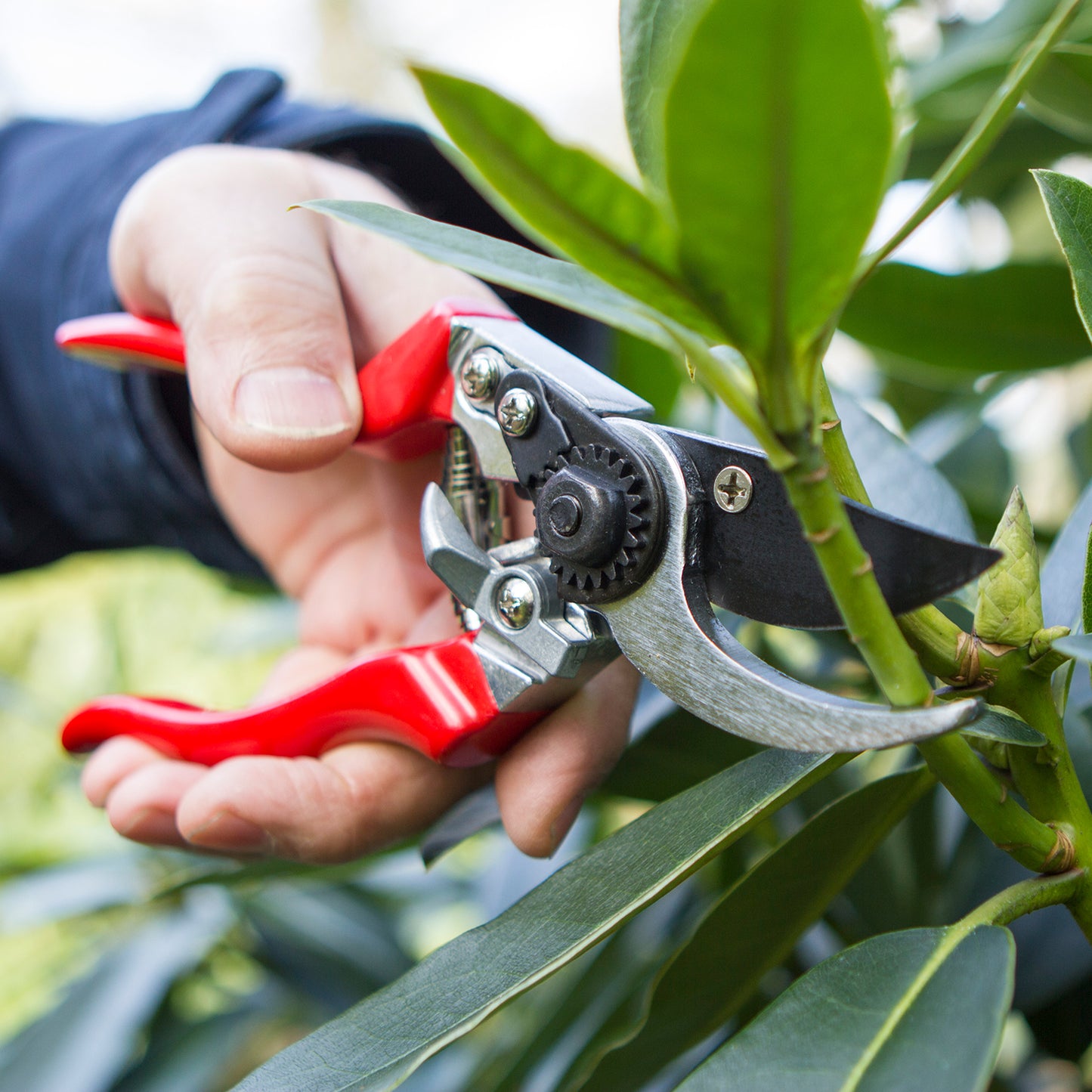 Professional Long Handled Pruner DP631