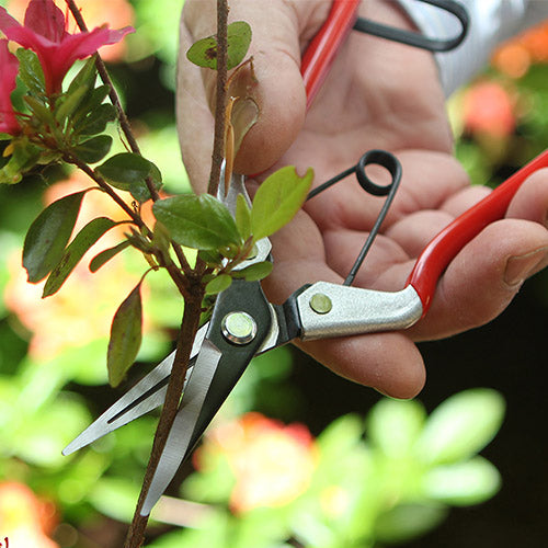 Vine Scissor DP926