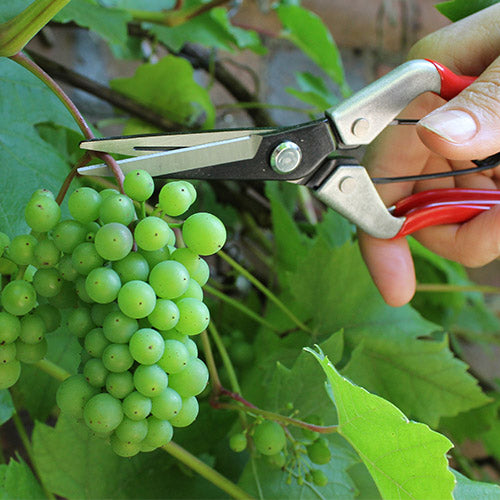 Vine Scissor DP926