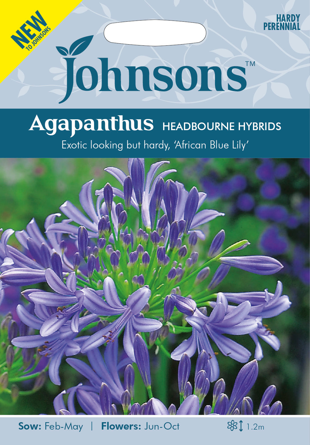 AGAPANTHUS Headbourne Hybrids
