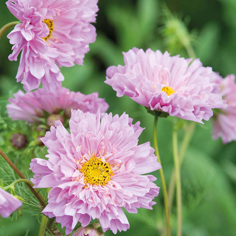 COSMOS Double Dutch Rose