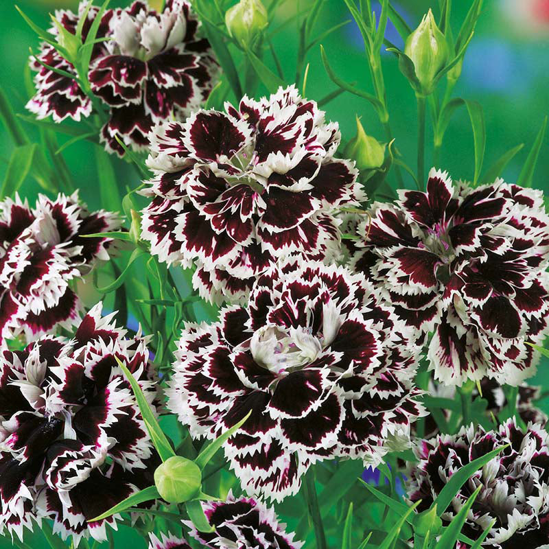 DIANTHUS chinensis Chianti