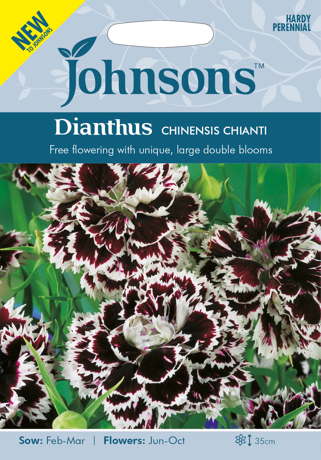 DIANTHUS chinensis Chianti