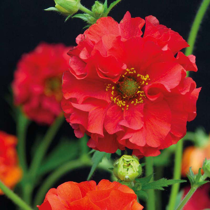 GEUM Red Dragon