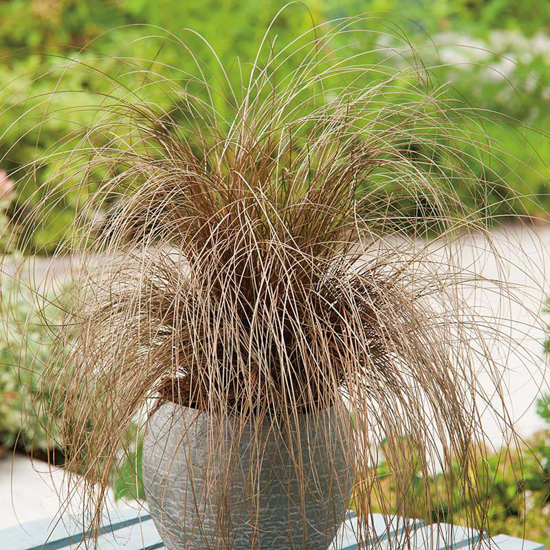 GRASS Carex Comans Bronze