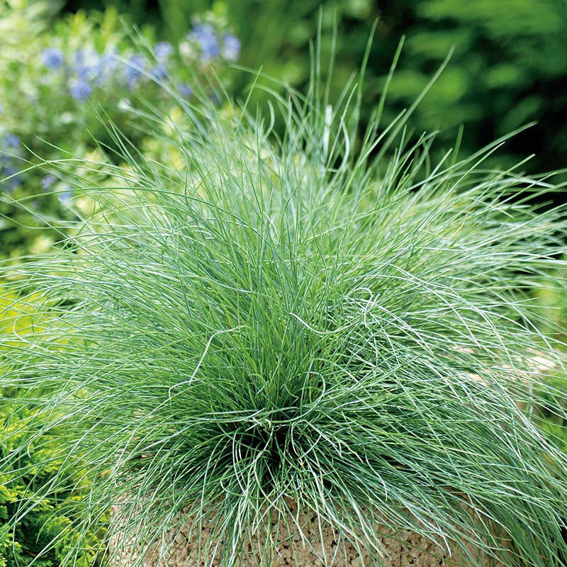 GRASS Festuca glauca