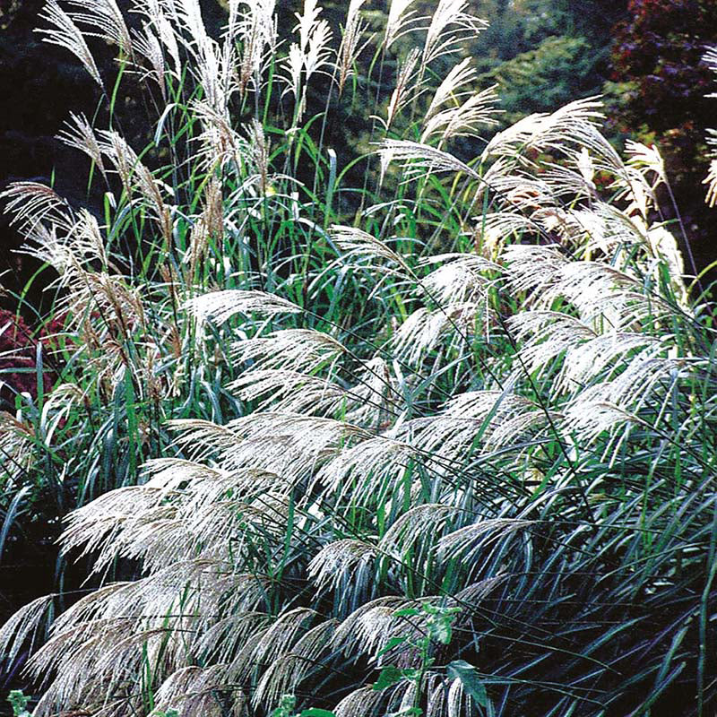 GRASS Miscanthus sinensis