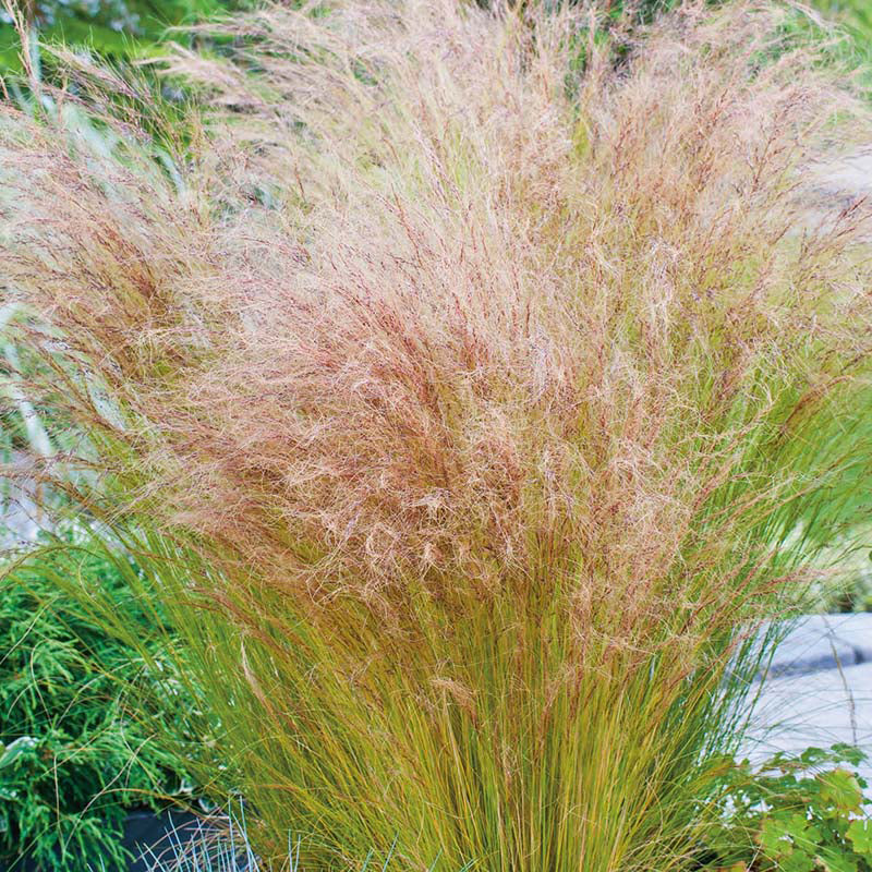 GRASS Stipa tenuissima