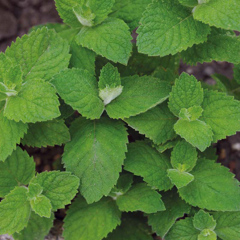 MINT Applemint