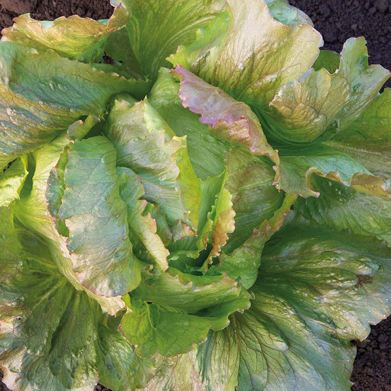 LETTUCE Red Iceberg