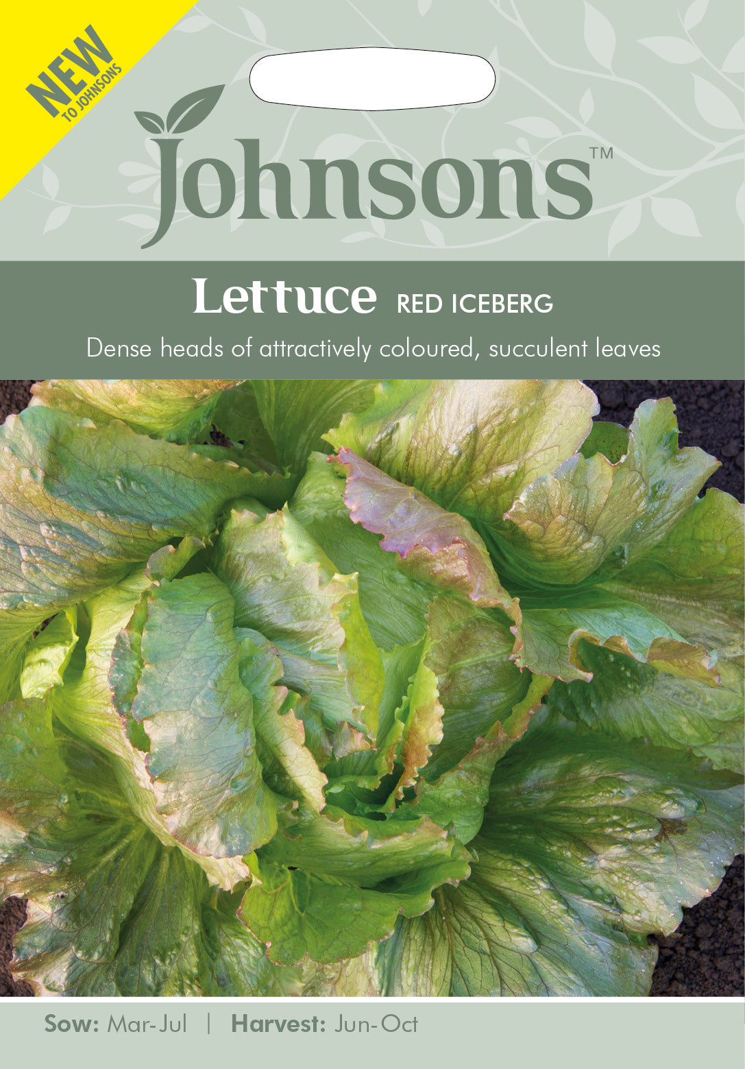 LETTUCE Red Iceberg