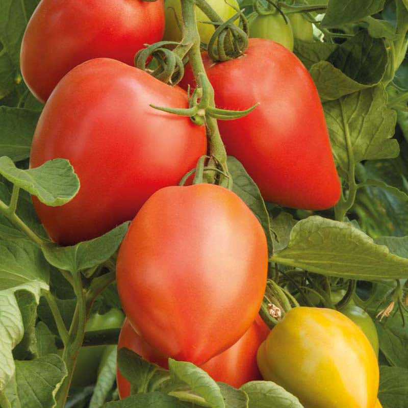 TOMATO Rugby F1