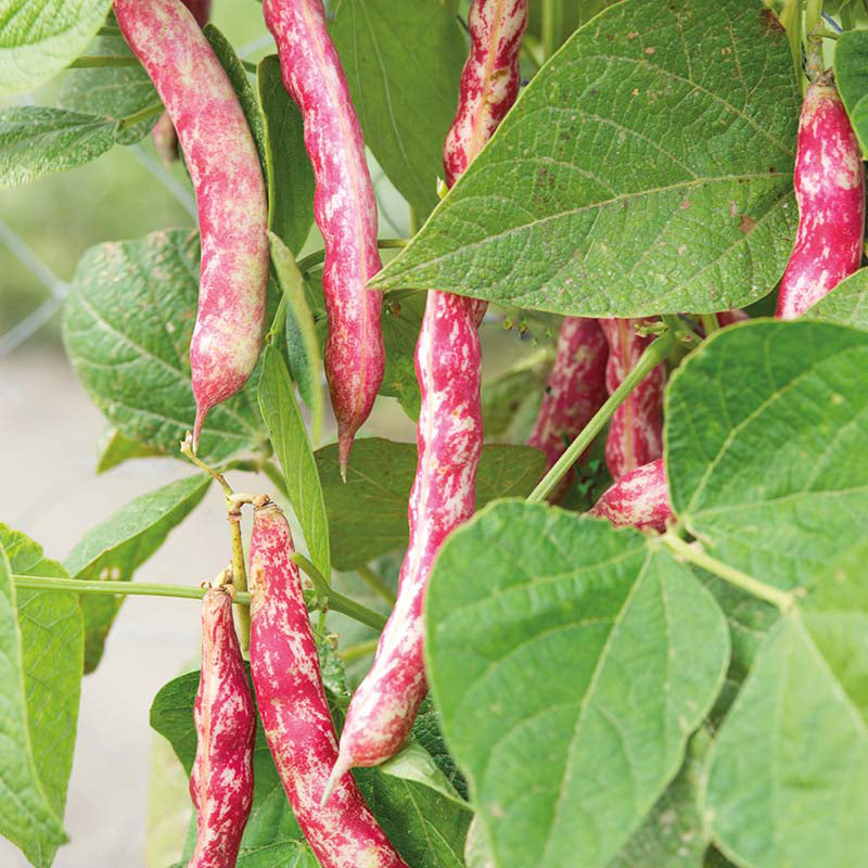 CLIMBING FRENCH BEAN Speckled Cranberry