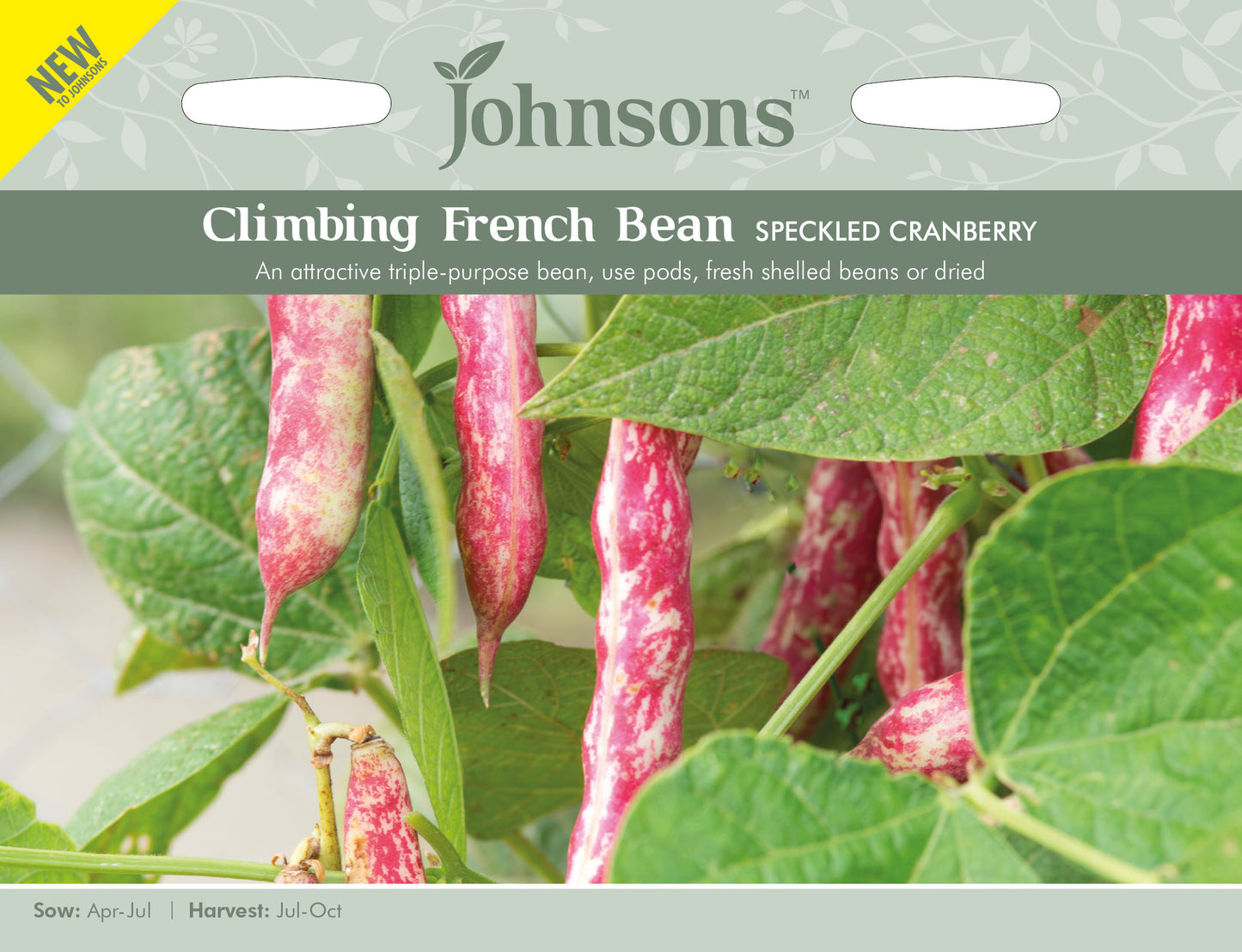 CLIMBING FRENCH BEAN Speckled Cranberry