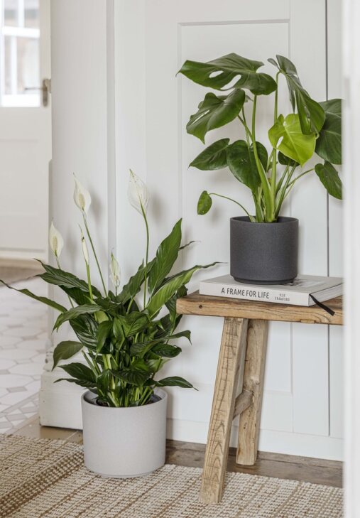 Leon Cement Planter D32Cm