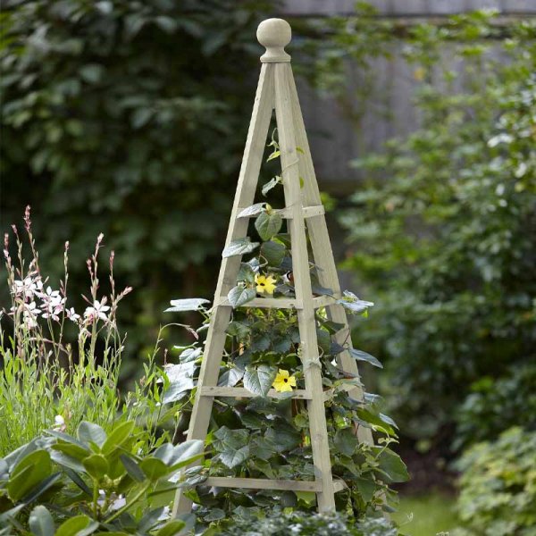 Large Woodland Obelisk Sage 1.9M