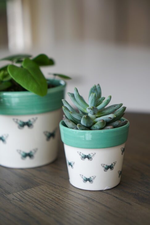 Cacti Planter Butterfly H7Cm D7Cm