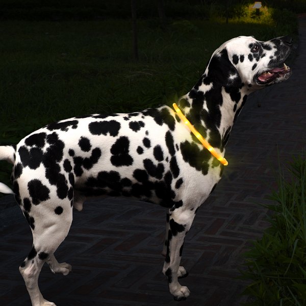 Usb Rechargable 'See-Dog' Ring S/M