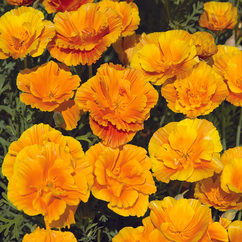 CALIFORNIA Poppy Lady Marmalade