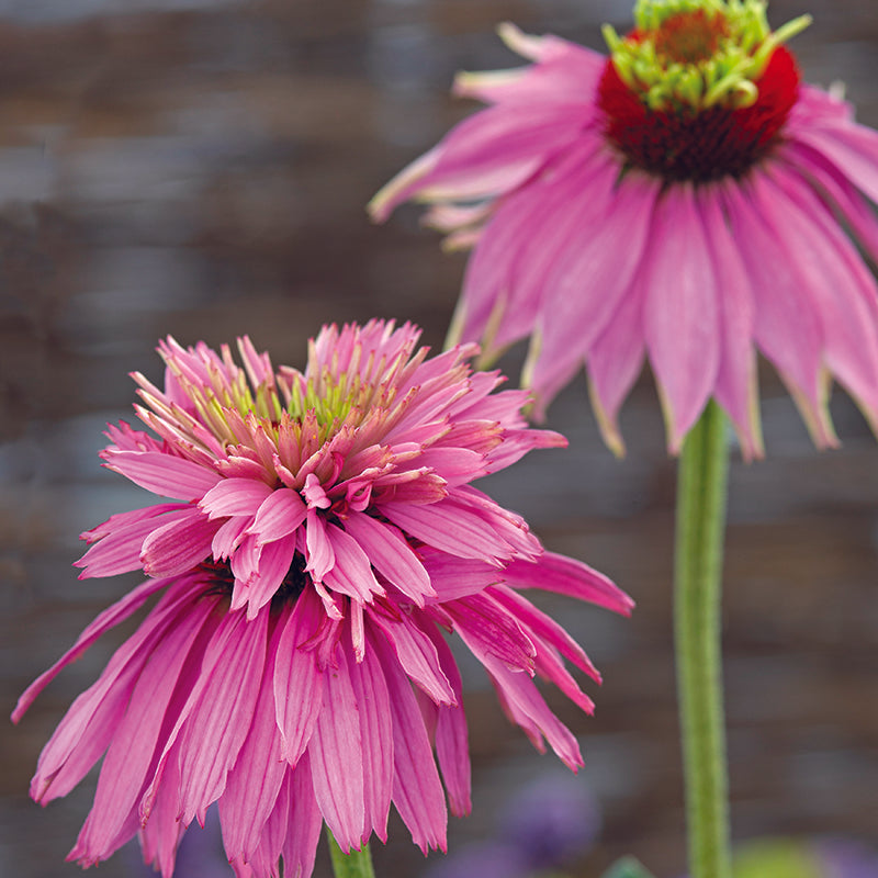 ECHINACEA Paradiso Super-Duper