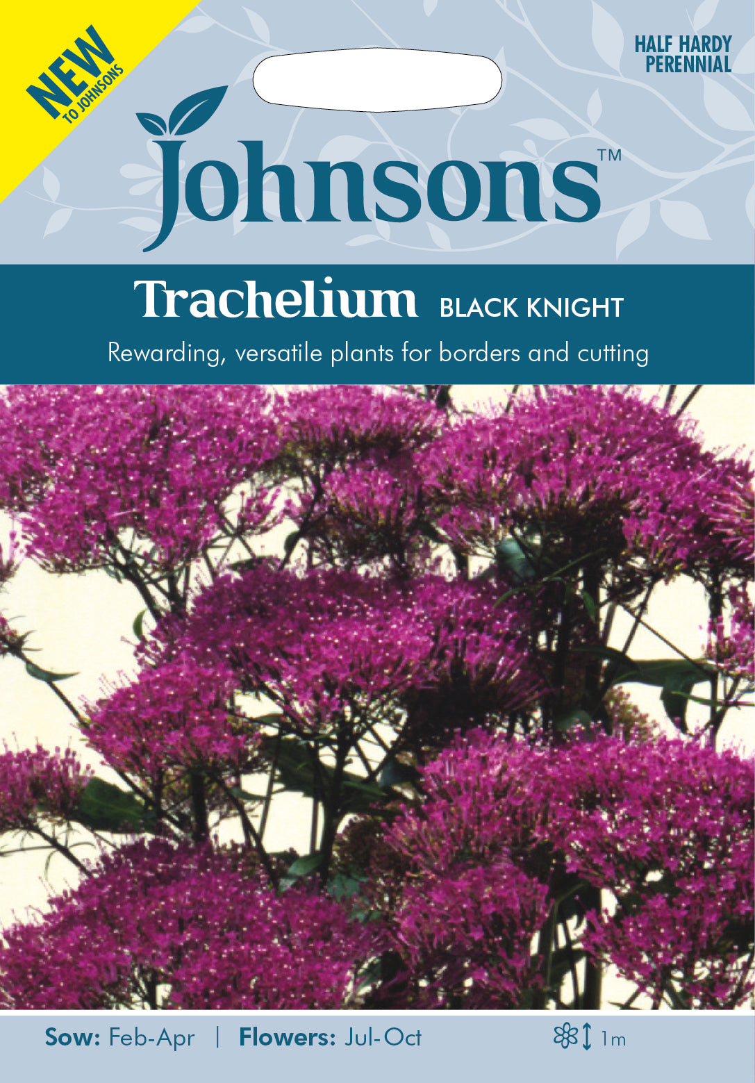 TRACHELIUM Black Knight