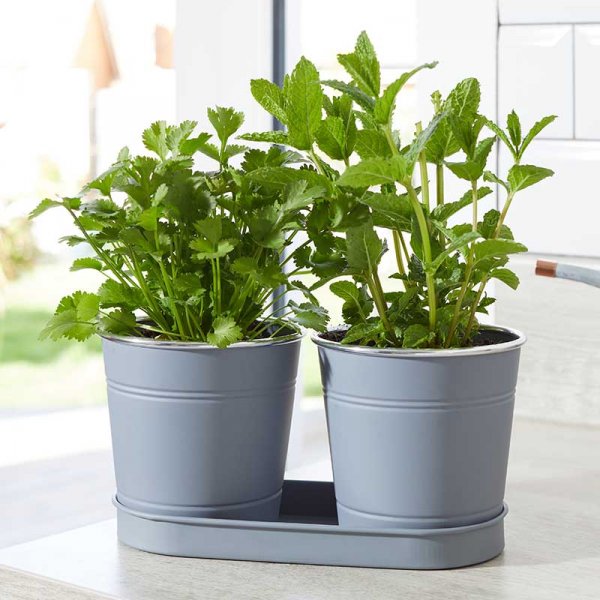 1 Litre Herb Pots 2 Pk