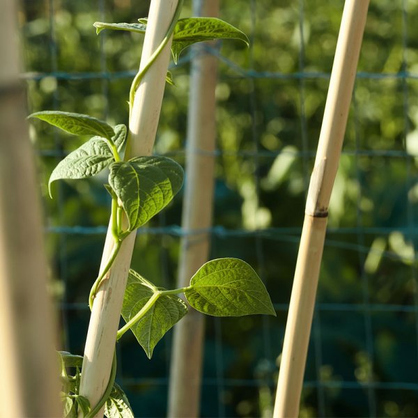 Bamboo U Hoop 1.5 M 3 Pk