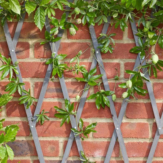 Expanding Trellis Slate1.8 X 1.2M