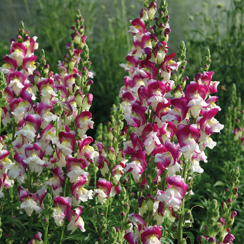 ANTIRRHINUM Cherry Twist