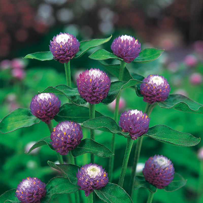 GOMPHRENA Atomic Purple