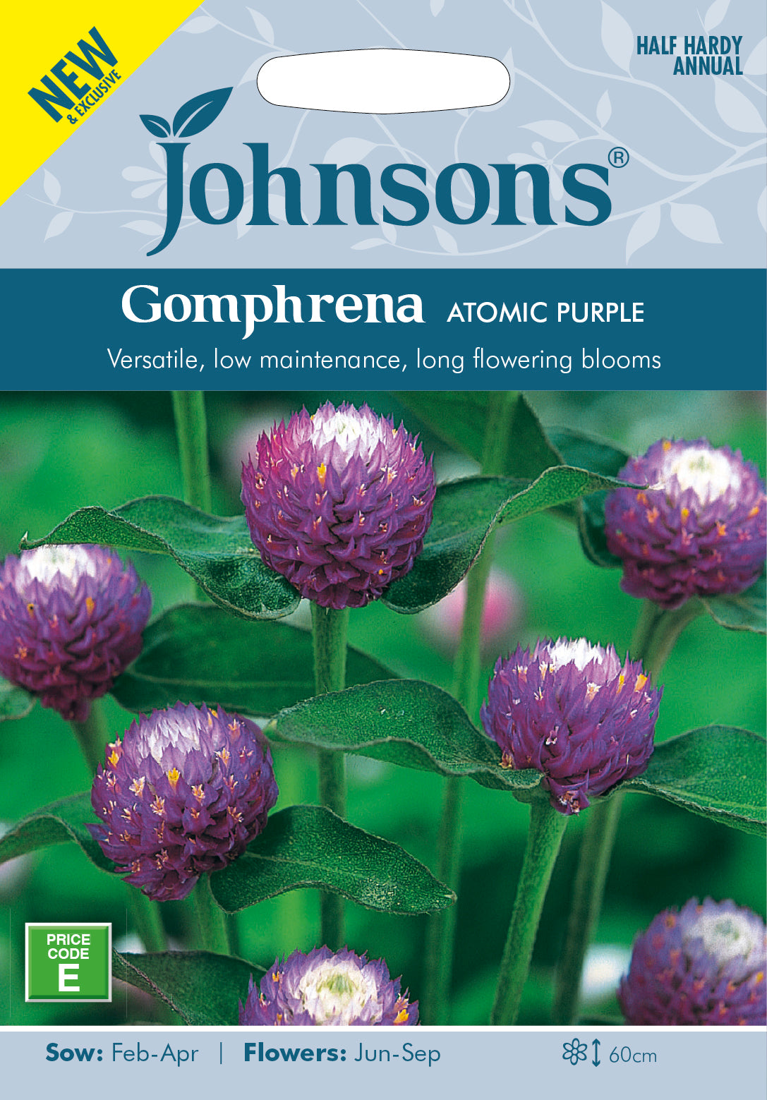 GOMPHRENA Atomic Purple