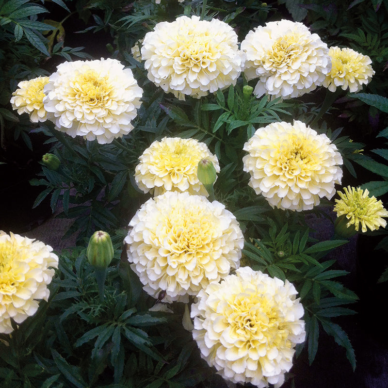 MARIGOLD (African) Buttercream F1