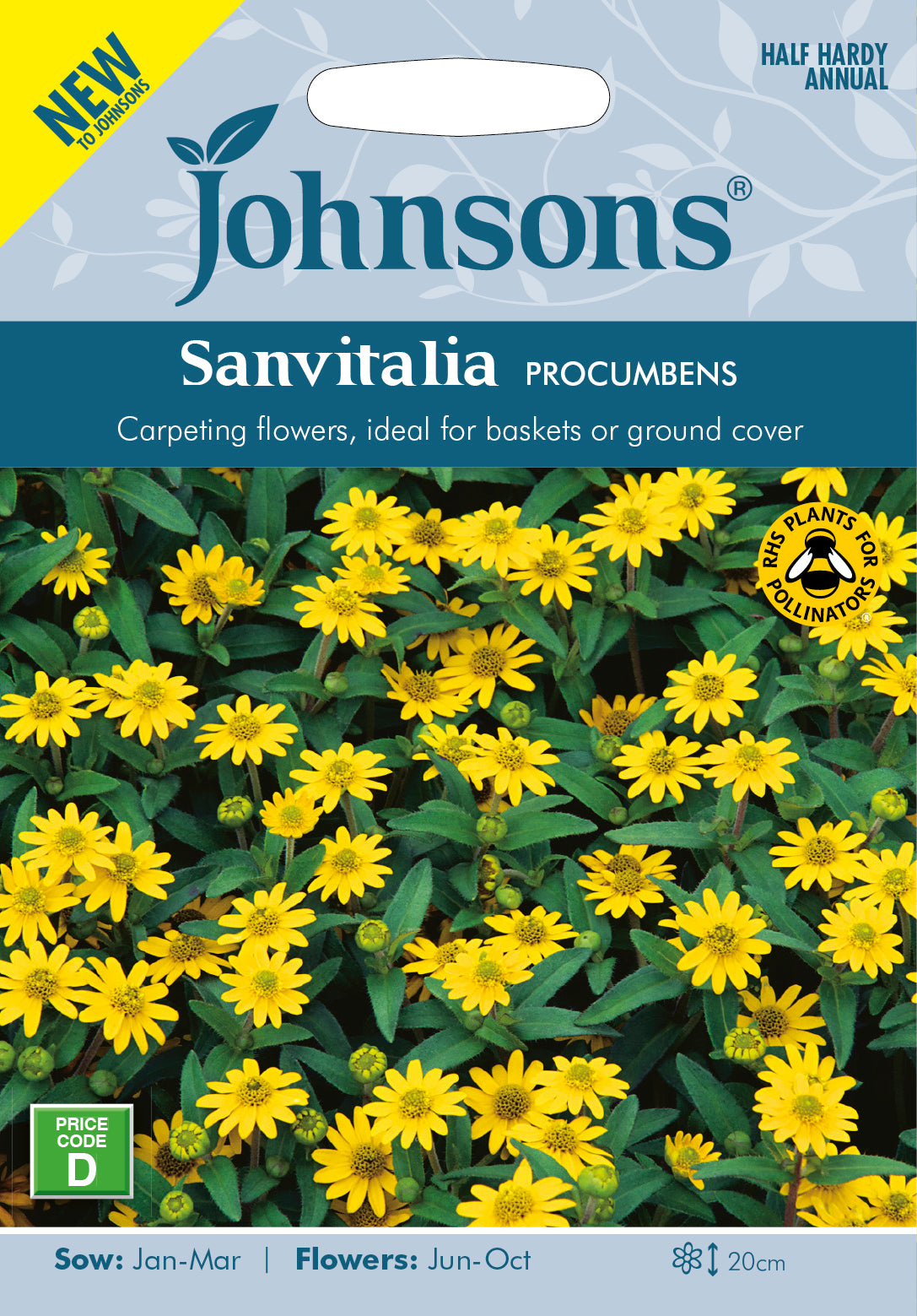SANVITALIA procumbens